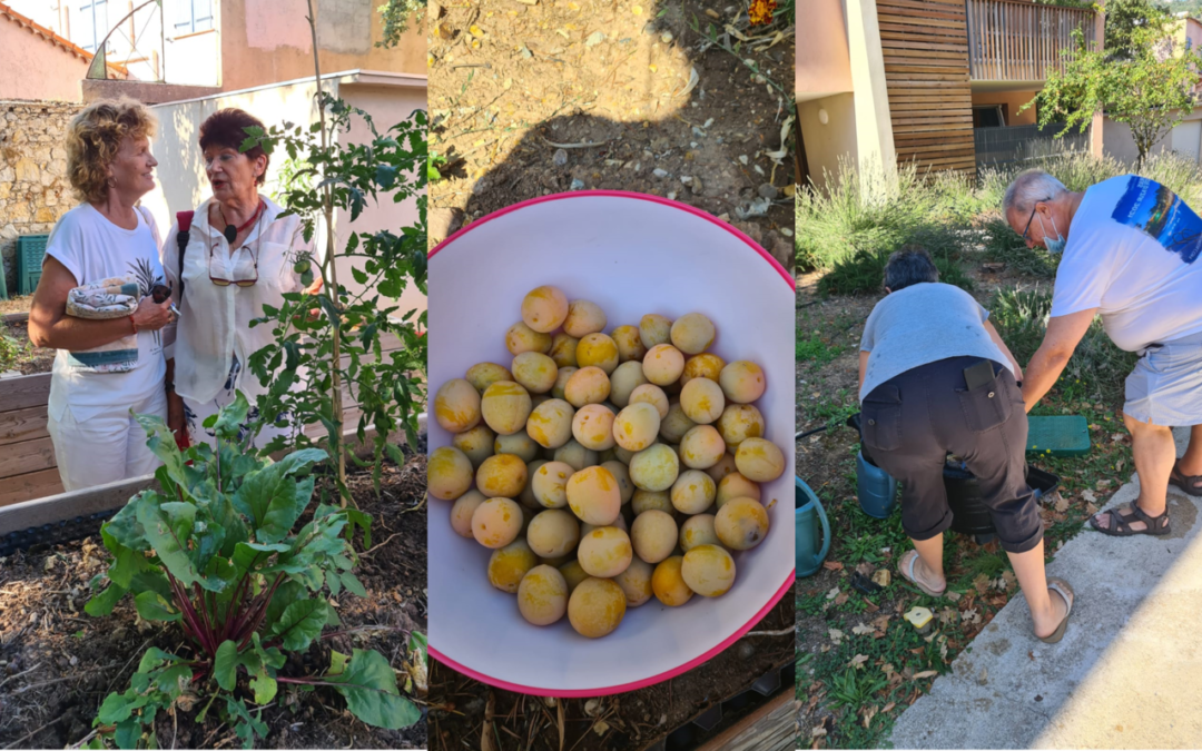 Eté prolongé sur la résidence KosiKoti : Les habitants jardinent dans le potager partagé et cueillent les dernières mirabelles.